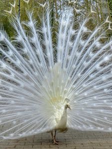 Preview wallpaper peacock, bird, tail, beautiful