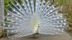 Preview wallpaper peacock, bird, tail, beautiful