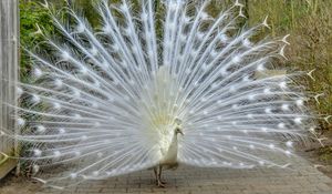 Preview wallpaper peacock, bird, tail, beautiful