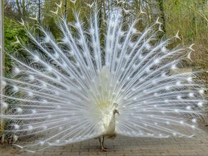 Preview wallpaper peacock, bird, tail, beautiful