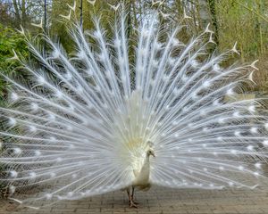 Preview wallpaper peacock, bird, tail, beautiful