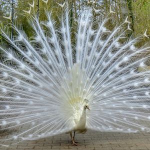 Preview wallpaper peacock, bird, tail, beautiful