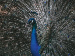 Preview wallpaper peacock, bird, tail, feathers