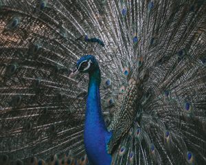 Preview wallpaper peacock, bird, tail, feathers