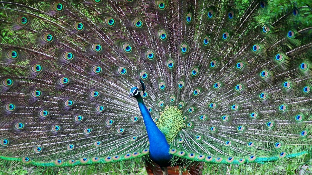 Wallpaper peacock, bird, tail, male, patterns, posture