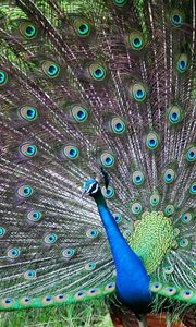 Preview wallpaper peacock, bird, tail, male, patterns, posture