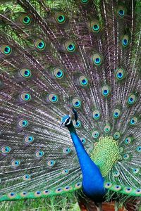 Preview wallpaper peacock, bird, tail, male, patterns, posture