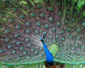 Preview wallpaper peacock, bird, tail, male, patterns, posture