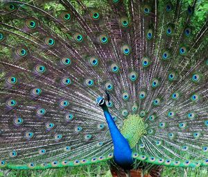 Preview wallpaper peacock, bird, tail, male, patterns, posture