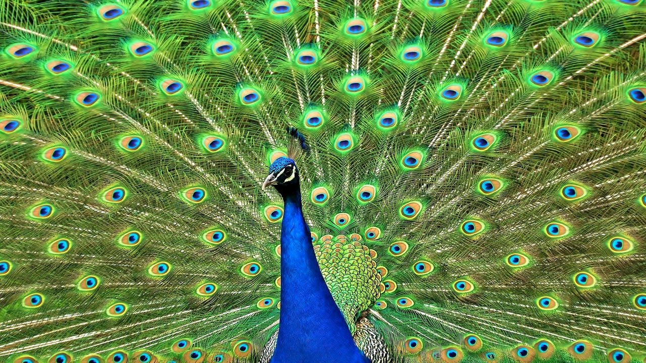 Wallpaper peacock, bird, tail