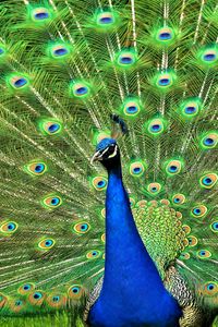 Preview wallpaper peacock, bird, tail