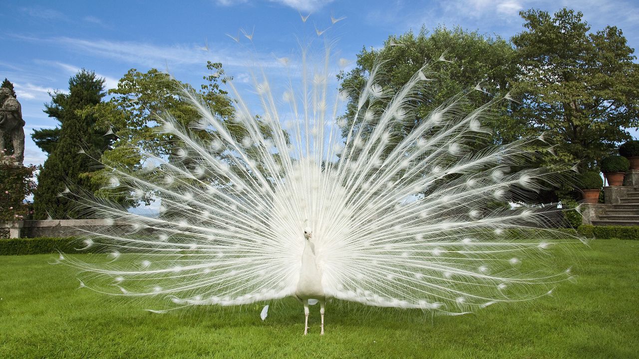 Wallpaper peacock, bird, tail, grass
