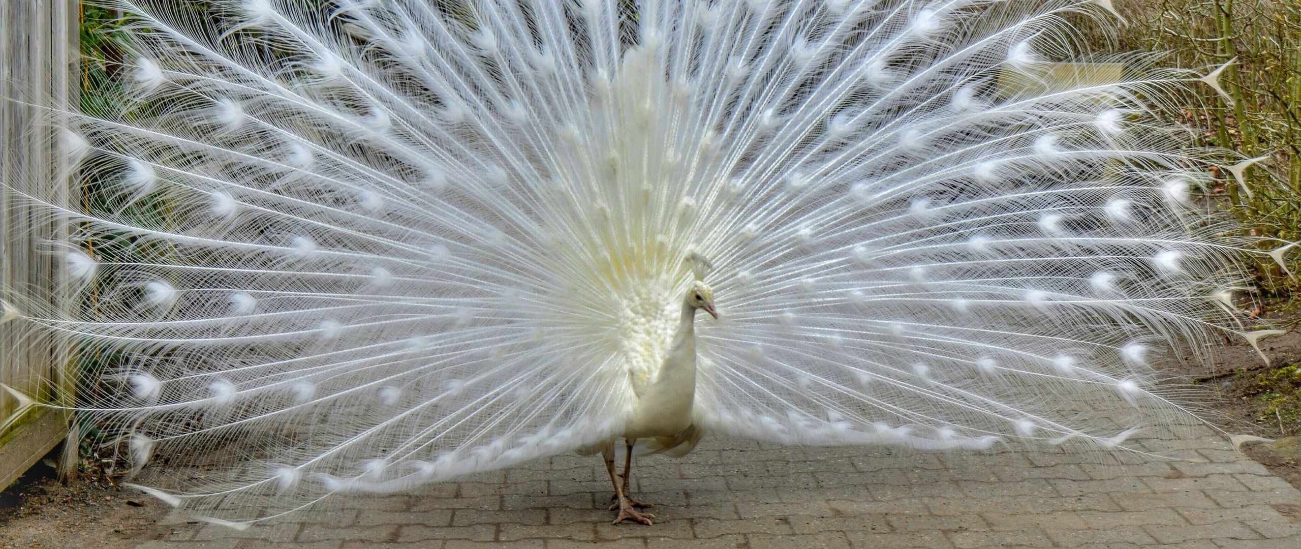 Download wallpaper 2560x1080 peacock, bird, tail, beautiful dual wide 1080p  hd background