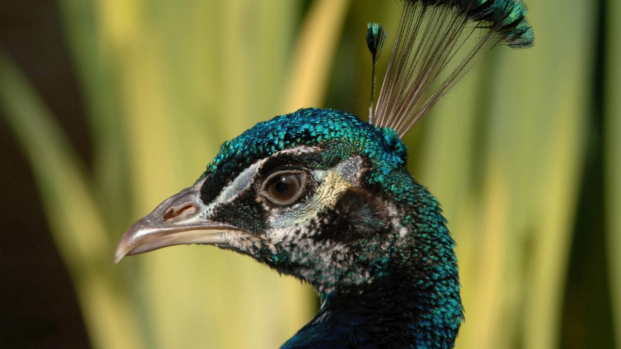 Wallpaper peacock, birds, handsome, head, feathers