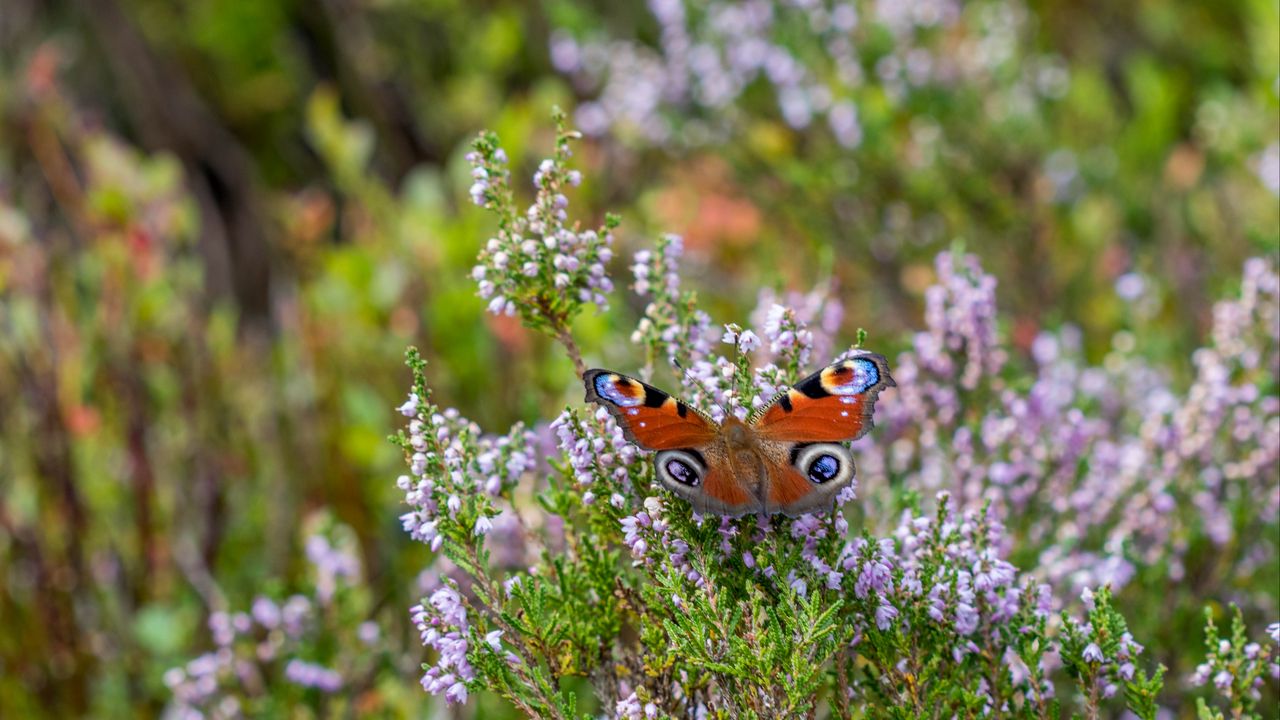 Wallpaper peacock butterfly, butterfly, flowers, macro, blur