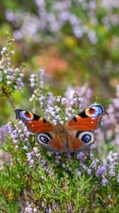 Preview wallpaper peacock butterfly, butterfly, flowers, macro, blur