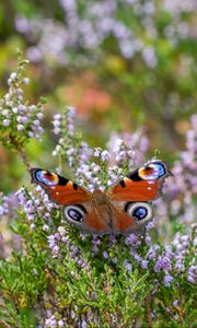 Preview wallpaper peacock butterfly, butterfly, flowers, macro, blur