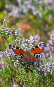 Preview wallpaper peacock butterfly, butterfly, flowers, macro, blur