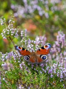 Preview wallpaper peacock butterfly, butterfly, flowers, macro, blur