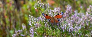 Preview wallpaper peacock butterfly, butterfly, flowers, macro, blur