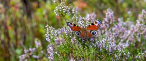 Preview wallpaper peacock butterfly, butterfly, flowers, macro, blur