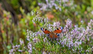 Preview wallpaper peacock butterfly, butterfly, flowers, macro, blur