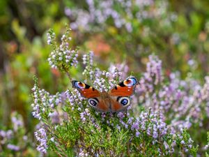 Preview wallpaper peacock butterfly, butterfly, flowers, macro, blur