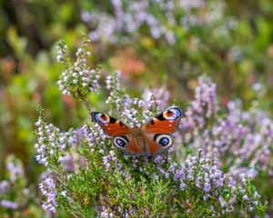 Preview wallpaper peacock butterfly, butterfly, flowers, macro, blur