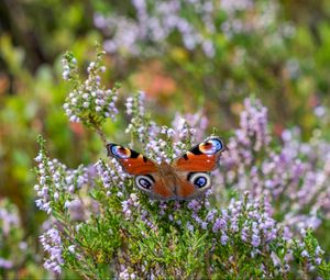 Preview wallpaper peacock butterfly, butterfly, flowers, macro, blur