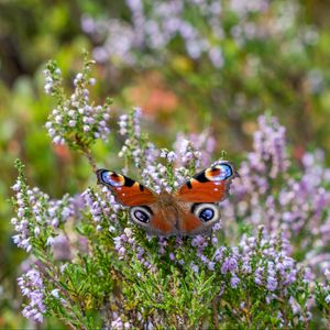 Preview wallpaper peacock butterfly, butterfly, flowers, macro, blur