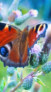 Preview wallpaper peacock butterfly, butterfly, flowers, buds, macro