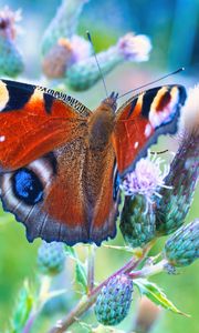 Preview wallpaper peacock butterfly, butterfly, flowers, buds, macro