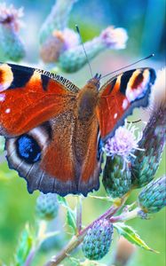 Preview wallpaper peacock butterfly, butterfly, flowers, buds, macro