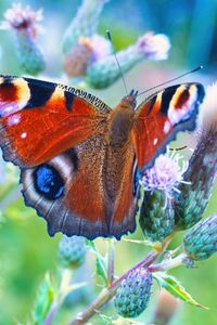 Preview wallpaper peacock butterfly, butterfly, flowers, buds, macro