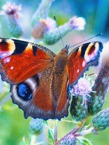 Preview wallpaper peacock butterfly, butterfly, flowers, buds, macro