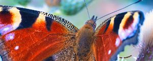 Preview wallpaper peacock butterfly, butterfly, flowers, buds, macro