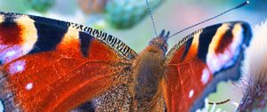 Preview wallpaper peacock butterfly, butterfly, flowers, buds, macro