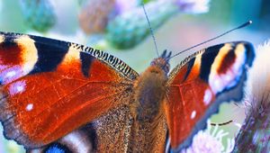 Preview wallpaper peacock butterfly, butterfly, flowers, buds, macro