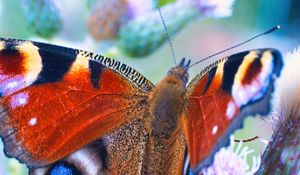 Preview wallpaper peacock butterfly, butterfly, flowers, buds, macro