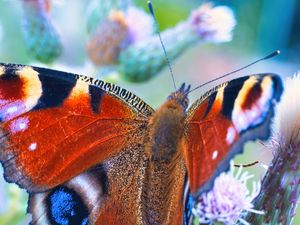 Preview wallpaper peacock butterfly, butterfly, flowers, buds, macro