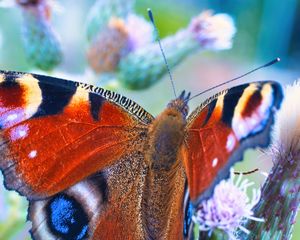 Preview wallpaper peacock butterfly, butterfly, flowers, buds, macro