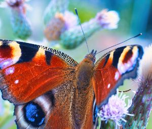 Preview wallpaper peacock butterfly, butterfly, flowers, buds, macro