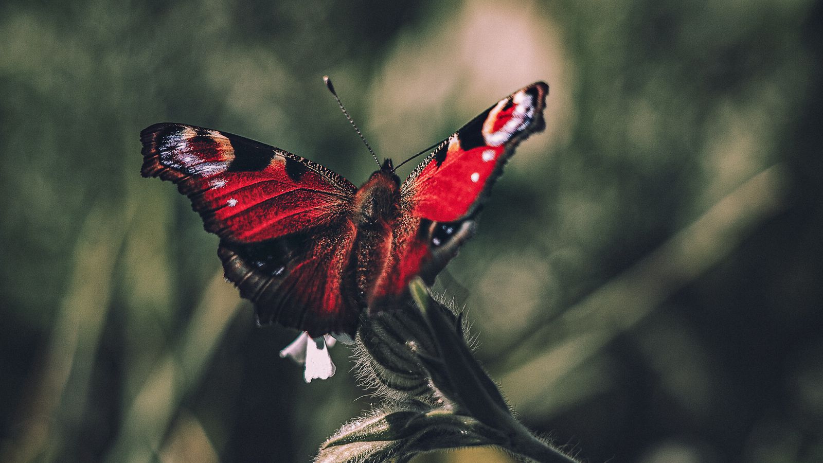 Download wallpaper 1600x900 peacock butterfly, butterfly, wings, focus