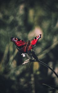 Preview wallpaper peacock butterfly, butterfly, wings, focus