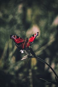 Preview wallpaper peacock butterfly, butterfly, wings, focus