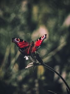 Preview wallpaper peacock butterfly, butterfly, wings, focus