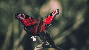 Preview wallpaper peacock butterfly, butterfly, wings, focus