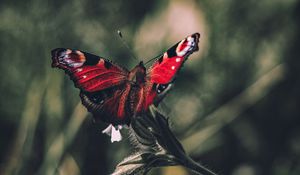 Preview wallpaper peacock butterfly, butterfly, wings, focus