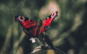 Preview wallpaper peacock butterfly, butterfly, wings, focus