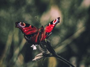 Preview wallpaper peacock butterfly, butterfly, wings, focus